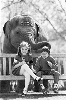 Images Dated 28th April 1987: Layang Layang London Zoos Asian Elephant tries to muscle in on Faye Trinaman