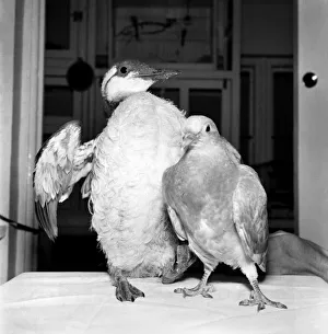 Learining to walk again before they can fly, wild birds in the care of the Wild Bird Learining to walk again before they can fly, wild birds in the care of the Wild Bird