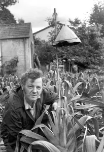 Leek grower Alan Rowntree is pulling out all the stops to protect his prize leeks in Leek grower Alan Rowntree is pulling out all the stops to protect his prize leeks in