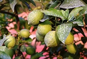 Images Dated 10th August 1996: Lemon Tree - Italy Food Fruit Lemons