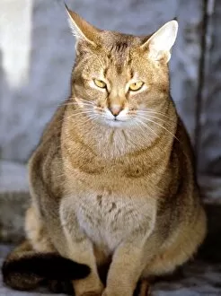 Full length of an Abyssinian cat June 1987