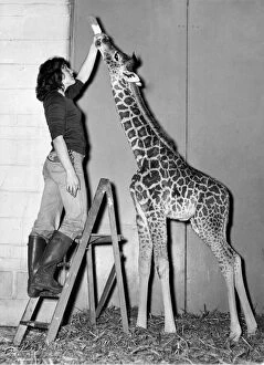 Images Dated 16th October 1980: Life at the top for keeper Andrea Bignell with baby Elizabeth at Marwell zoo