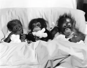 Life is one long cuddle for these three babies. Tucked up in bed with their toys Life is one long cuddle for these three babies. Tucked up in bed with their toys