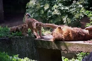 Images Dated 16th June 1999: A lion called Kamal with two of its cubs at London Zoo June 1999