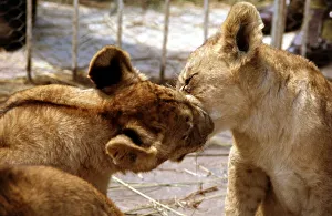 Lion cubs at Lion Park in Johannesburg South Africa April 1973 Lion cubs at Lion Park in Johannesburg South Africa April 1973