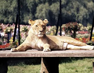 A lioness lying on a bench at Chester Zoo 1977 A lioness lying on a bench at Chester Zoo 1977