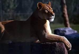 A lioness surveying the land at Chester Zoo July 1971