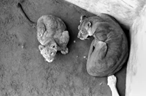 Images Dated 15th February 1975: Lions and Cubs at Dudley Zoo. February 1975 75-00978-002
