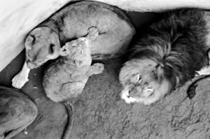 Images Dated 15th February 1975: Lions and Cubs at Dudley Zoo. February 1975 75-00978-005