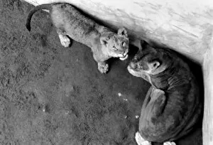Images Dated 15th February 1975: Lions and Cubs at Dudley Zoo. February 1975 75-00978-006