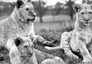 Images Dated 1st April 1978: Some of the lions at Lambton Pleasure Park in April 1978