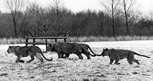 Images Dated 1st July 1978: Lions running round in the snow at Lambton Pleasure Park in July 1978