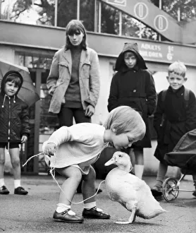 Lisa Kay says goodbye to Pip her pet white duck. Forever since Pip was a ball of yellow Lisa Kay says goodbye to Pip her pet white duck. Forever since Pip was a ball of yellow