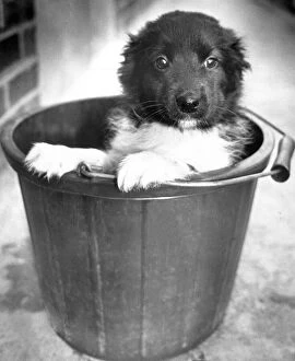 Little Joe, a dumped dog sits in a bucket at Coventry's RSPCA kennels
