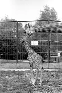 Little and Large, Delilah and baby giraffe seen here at Chessington Zoo Little and Large, Delilah and baby giraffe seen here at Chessington Zoo