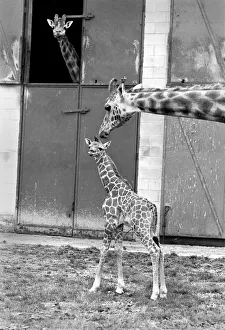 Little and Large, Delilah and baby giraffe seen here at Chessington Zoo as dad looks Little and Large, Delilah and baby giraffe seen here at Chessington Zoo as dad looks