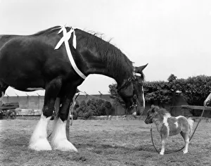 Little and Large: A ton in weight, more than five foot in height Little and Large: A ton in weight, more than five foot in height