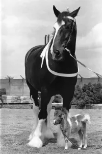 Little and large: A ton in weight, more than five foot in height Little and large: A ton in weight, more than five foot in height