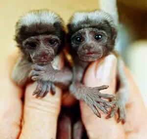 Little twin cotton topped Tamarian monkeys who were born at Kilverstone Park