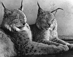 London Zoo. 'Laying in the noonday sun'. A beautiful pair of Northern Lynx
