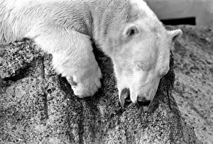 Images Dated 10th January 1971: London Zoos Polar BearPolar Bear Pipaluk seen here enjoying the recent cold snap