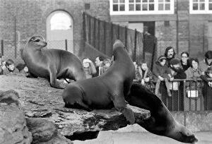Images Dated 10th January 1971: London Zoos Sealions seen here enjoying the recent cold snap