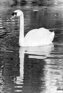 00047 Gallery: This lonely swan is looking for a mate in Barnes Park pond, Sunderland