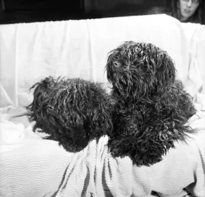 You are looking at two Puli's - Hungarian sheepdogs who will be making an appearance You are looking at two Puli's - Hungarian sheepdogs who will be making an appearance