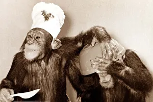 looks like there was a slight mishap in the kitchen - the chef chimp didn' looks like there was a slight mishap in the kitchen - the chef chimp didn'