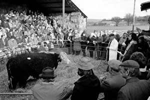 Lord Avon, former British Prime Minister Anthony Eden, at the sale of cattle at Manor Lord Avon, former British Prime Minister Anthony Eden, at the sale of cattle at Manor