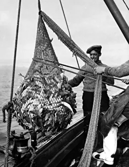 A Lossiemouth Fisherman with his catch of fish- Whitings, Codlings, Hake, Lemon Soles A Lossiemouth Fisherman with his catch of fish- Whitings, Codlings, Hake, Lemon Soles