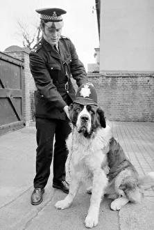 A Lost St Bernard dog handed in at the police station in Harlesden Police Station North A Lost St Bernard dog handed in at the police station in Harlesden Police Station North