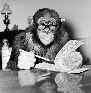 Images Dated 1st December 1981: Louis the Chimp checks his bingo numbers at Twycross Zoo December 1981
