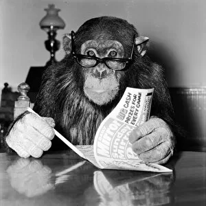 Images Dated 1st December 1981: Louis the Chimp checks his bingo numbers at Twycross Zoo December 1981