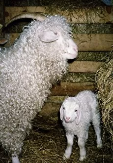 Images Dated 1st June 1996: Lucy and Bazza two Angora sheep owned by the Alvah Handweavers company circa 1996