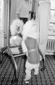 Mad lookig poodle taking part in a fashion show for dogs in London Gina Mad lookig poodle taking part in a fashion show for dogs in London Gina
