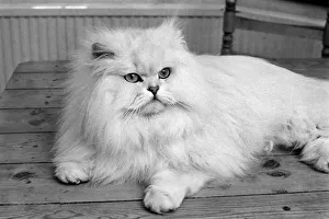 Male Persian cat called Chinchilla. February 1975 75-01144-009 Male Persian cat called Chinchilla. February 1975 75-01144-009