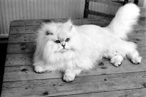 Male Persian cat called Chinchilla. February 1975 75-01144-008 Male Persian cat called Chinchilla. February 1975 75-01144-008