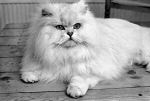 Images Dated 27th February 1975: Male Persian cat called Chinchilla. February 1975 75-01144-010