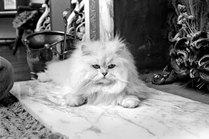 Images Dated 27th February 1975: Male Persian cat called Chinchilla. February 1975 75-01144-012