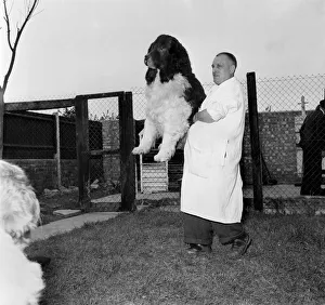 Manchester United St. Bernard Dogs. October 1953 D5900-001 Manchester United St. Bernard Dogs. October 1953 D5900-001