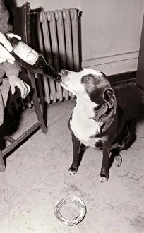 Mandy the Mongrel Dog Drinking Guinness from a bottle Mandy the Mongrel Dog Drinking Guinness from a bottle