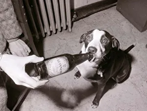 Mandy the Mongrel Dog Drinking Guinness from a bottle Mandy the Mongrel Dog Drinking Guinness from a bottle