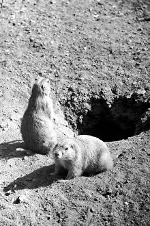 00020 Gallery: Marmots at London Zoo. October 1939 OL307M