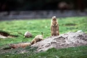 Marmots at a zoo in England July 1971