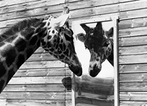 Maxi the giraffe looking at his reflection in the mirror May 1980 P011755