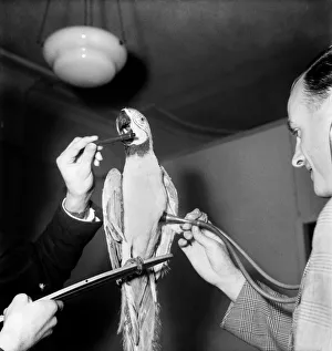 Medical Examination with Parrot Passing Vet - for Insurance Purposes. August 1952 C4235 Medical Examination with Parrot Passing Vet - for Insurance Purposes. August 1952 C4235