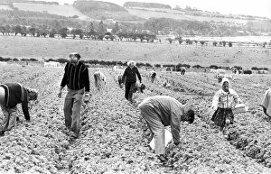 Members of the public picking their own fruit in July 1979