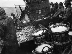 The men on the herring drifter Kindred Star out in the North Sea from Lowestoft The men on the herring drifter Kindred Star out in the North Sea from Lowestoft