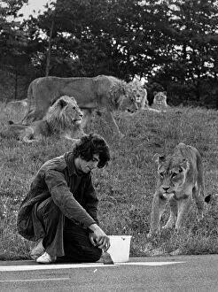 Images Dated 1st August 1974: Michael Brown takes a pride in his work at the lion park